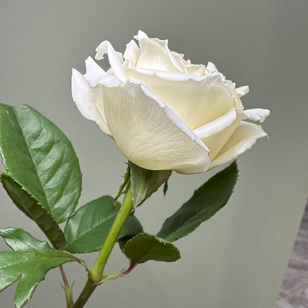 Роза Плайя бланка