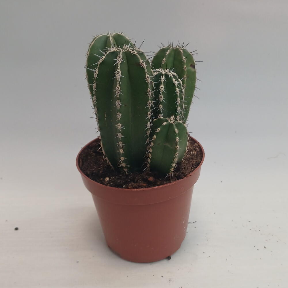 Кактус 🌵 🏜
