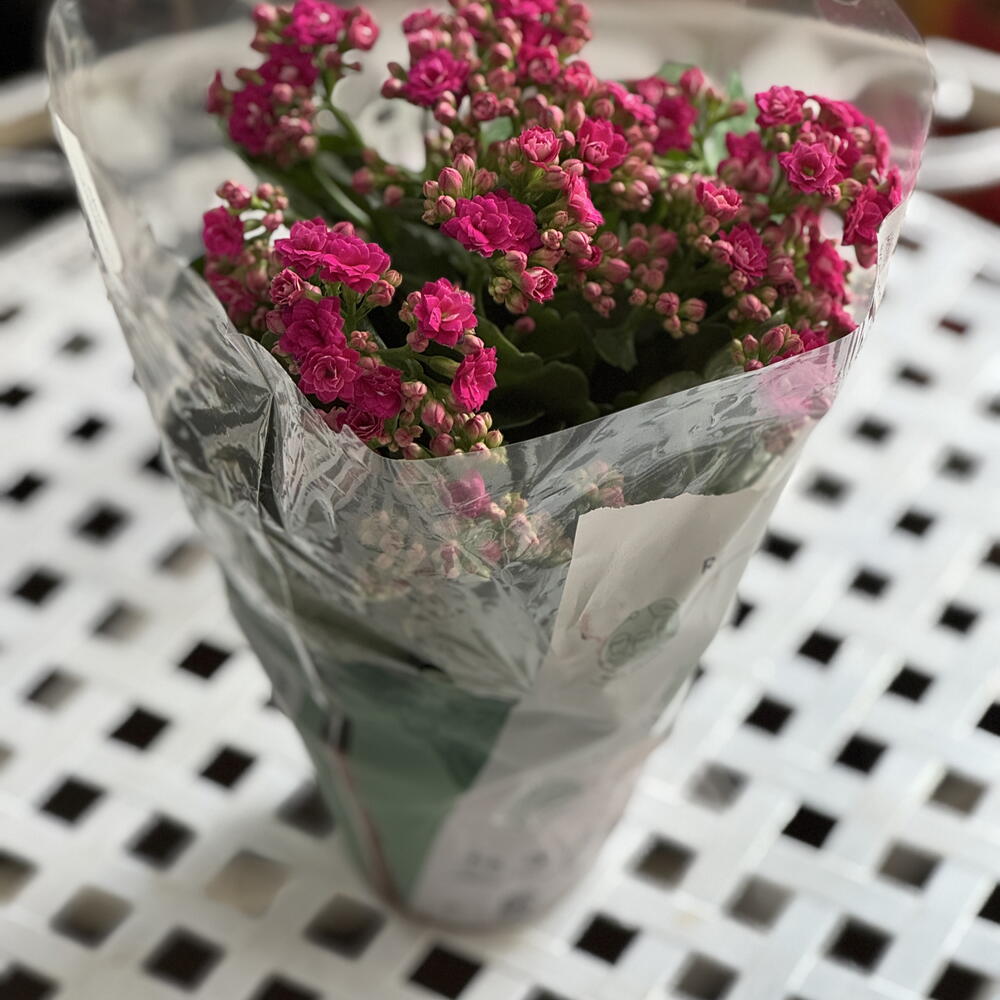Каланхое Розалина