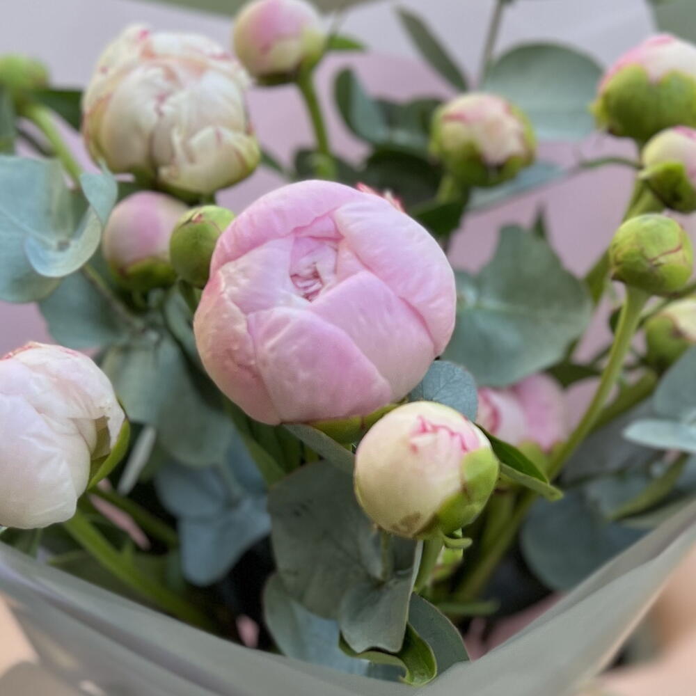 Кустовые пионы 5💗с эвкалиптом