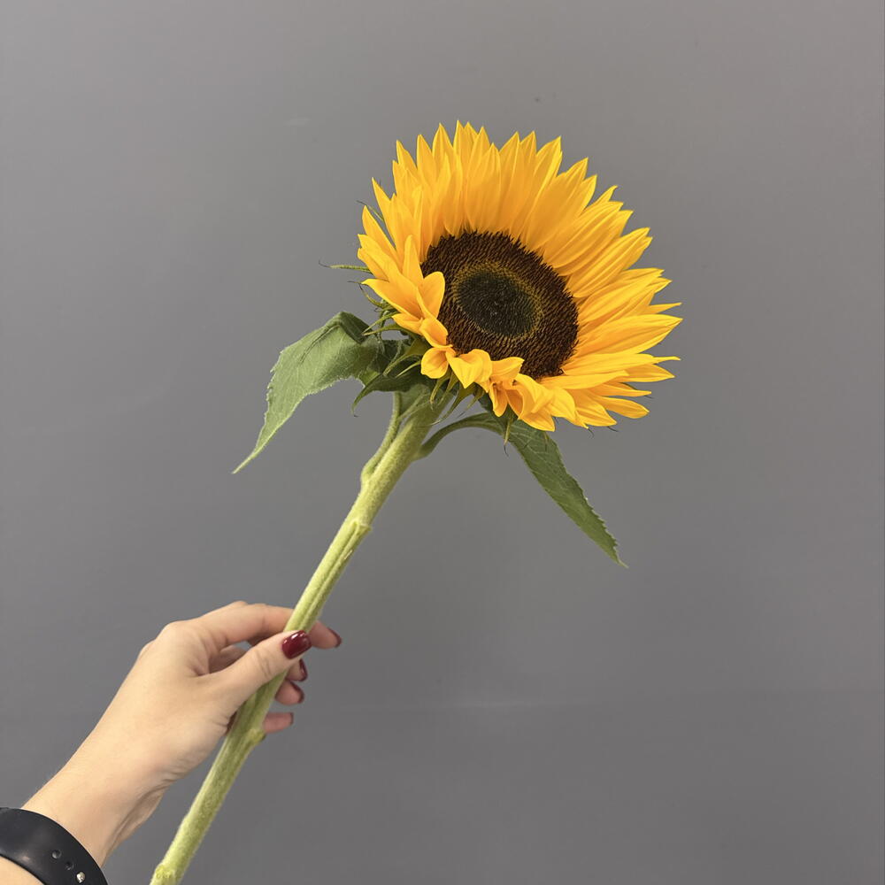 Подсолнух 🌻