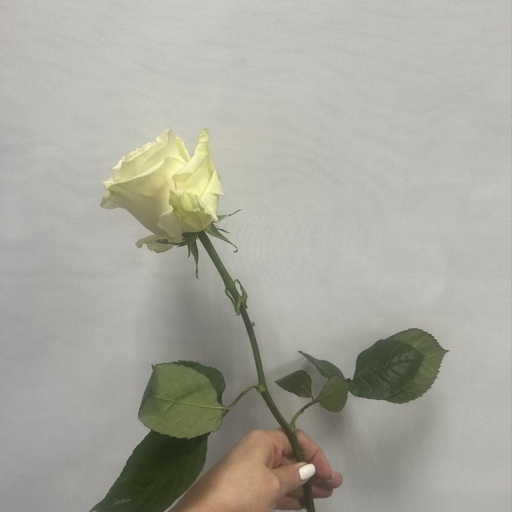Роза Мондиаль 70см