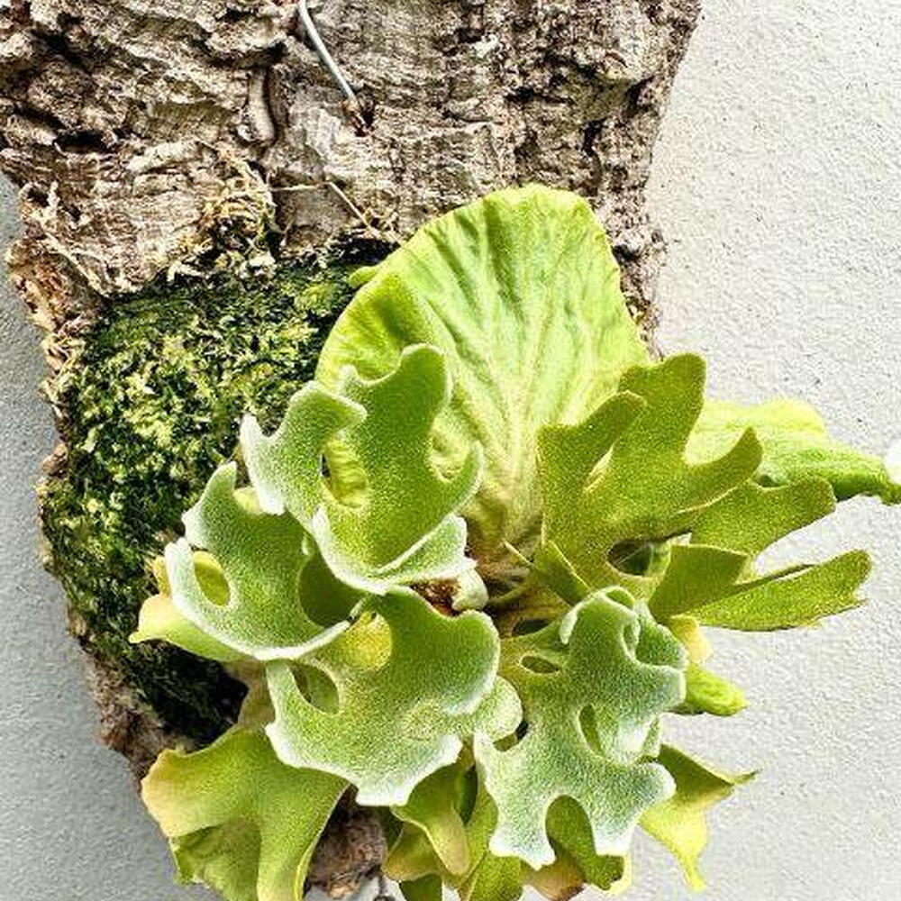 Платицериум Ридли Platycerium Ridleyi Silvery Dwarf