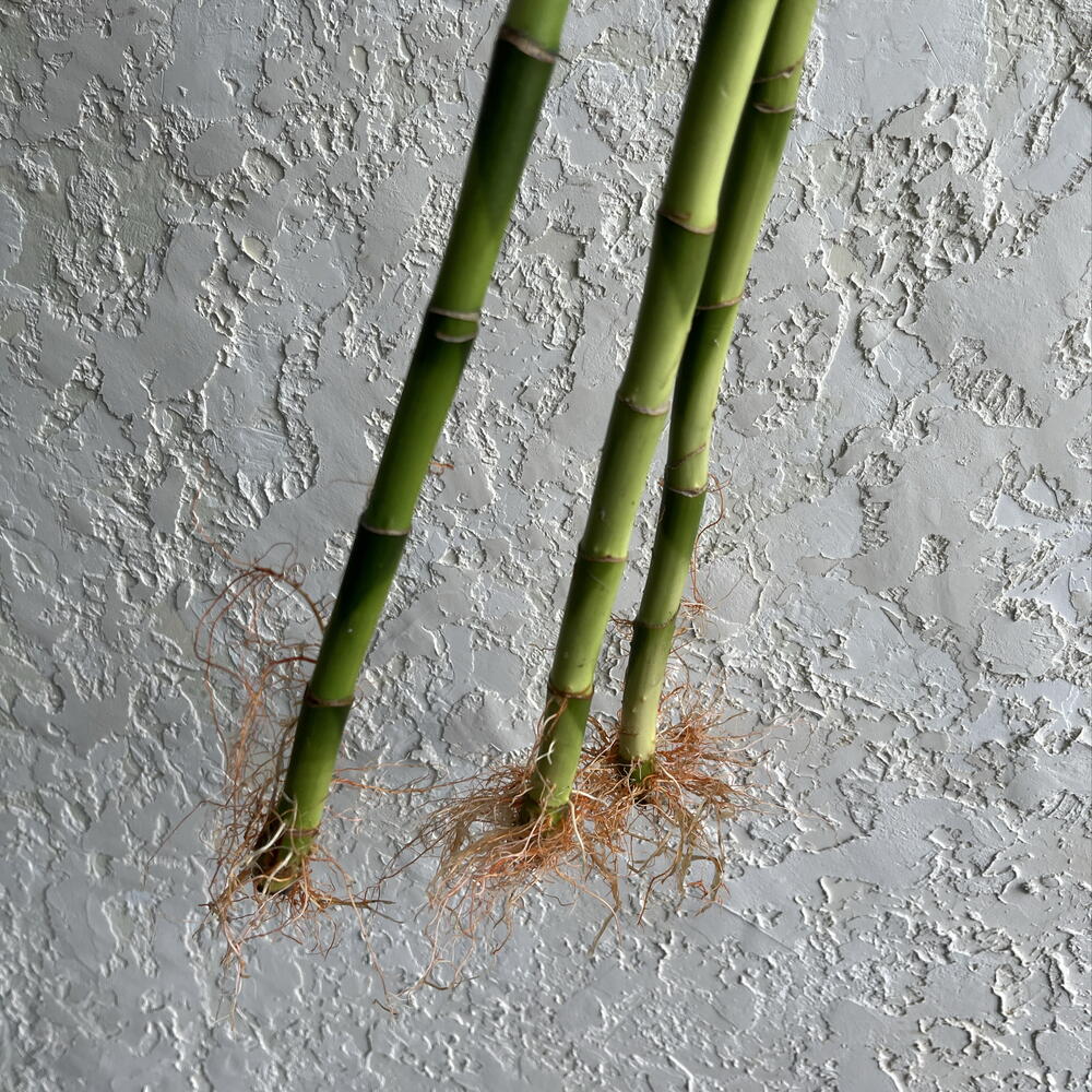 Драцена Сандера Спираль «Бамбук счастья» (Lucky Bamboo)