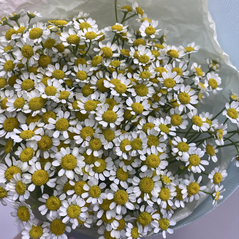 Охапка ромашек с поля 🌾