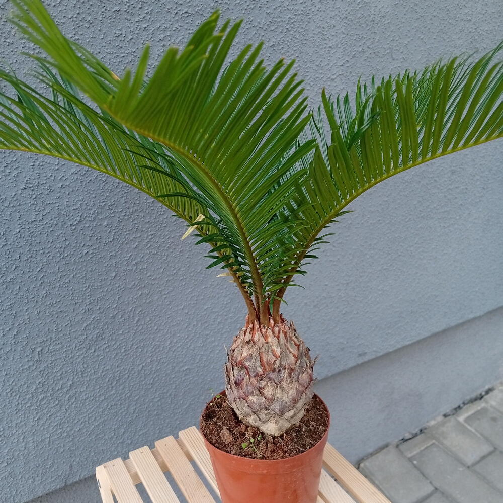 Цикас