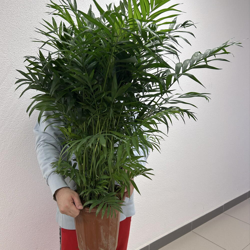 Хамедорея Элеганс