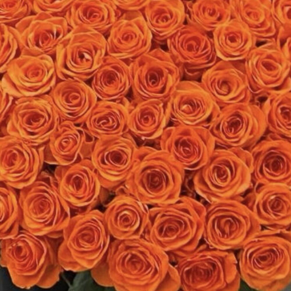 101 rosa