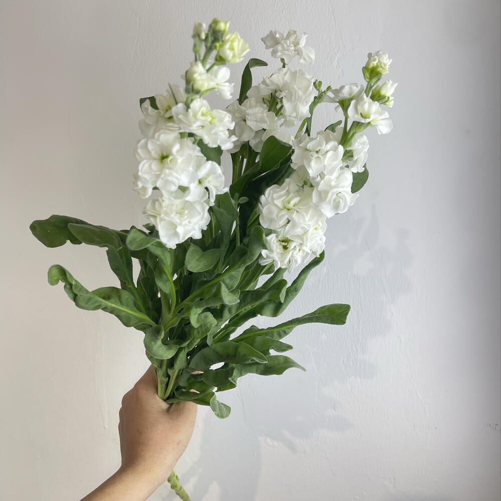 Метиолла белая 3