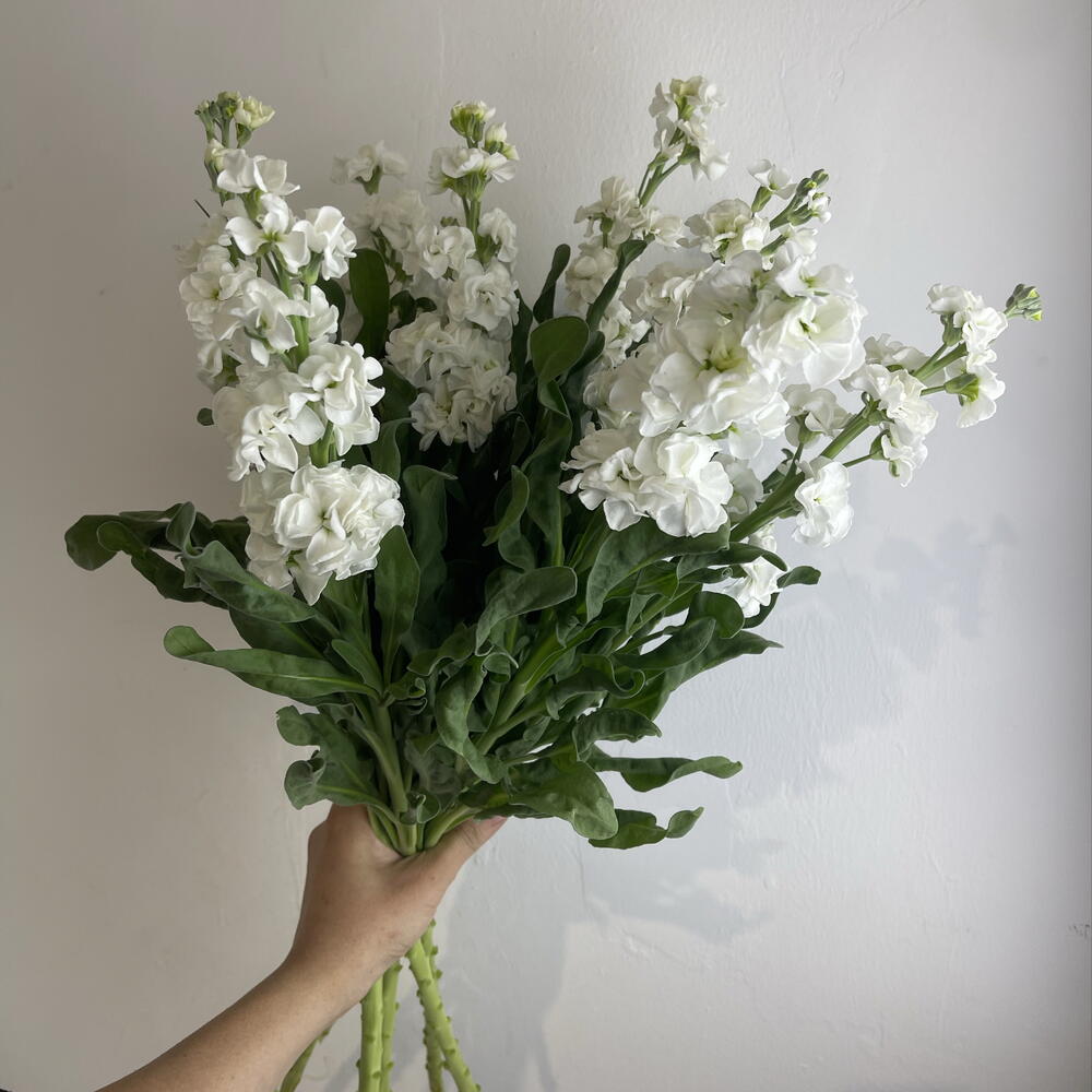 Метиолла белая 9