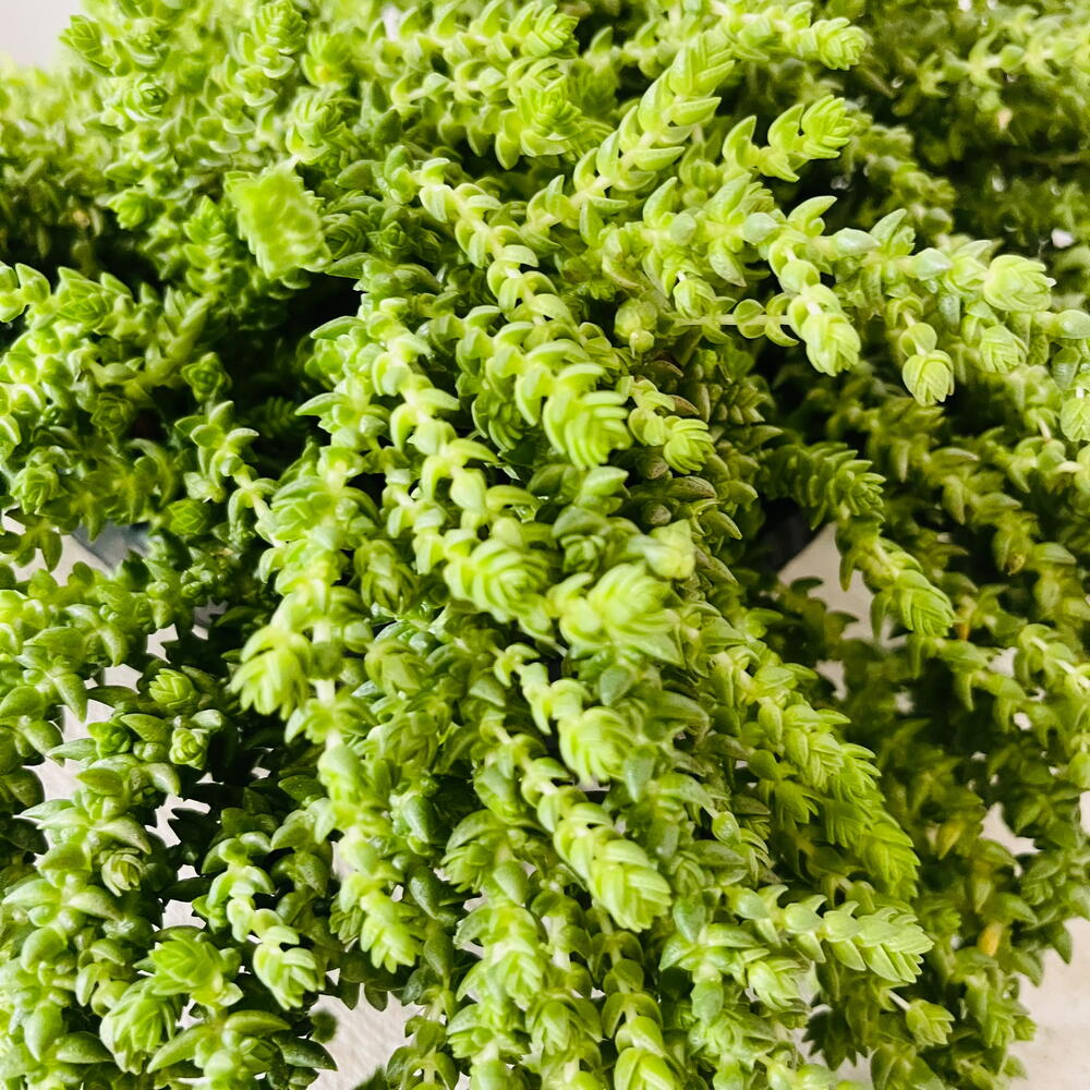 Крассула Мускоза (Crassula muscosa) - ампельный суккулент с каскадными побегами