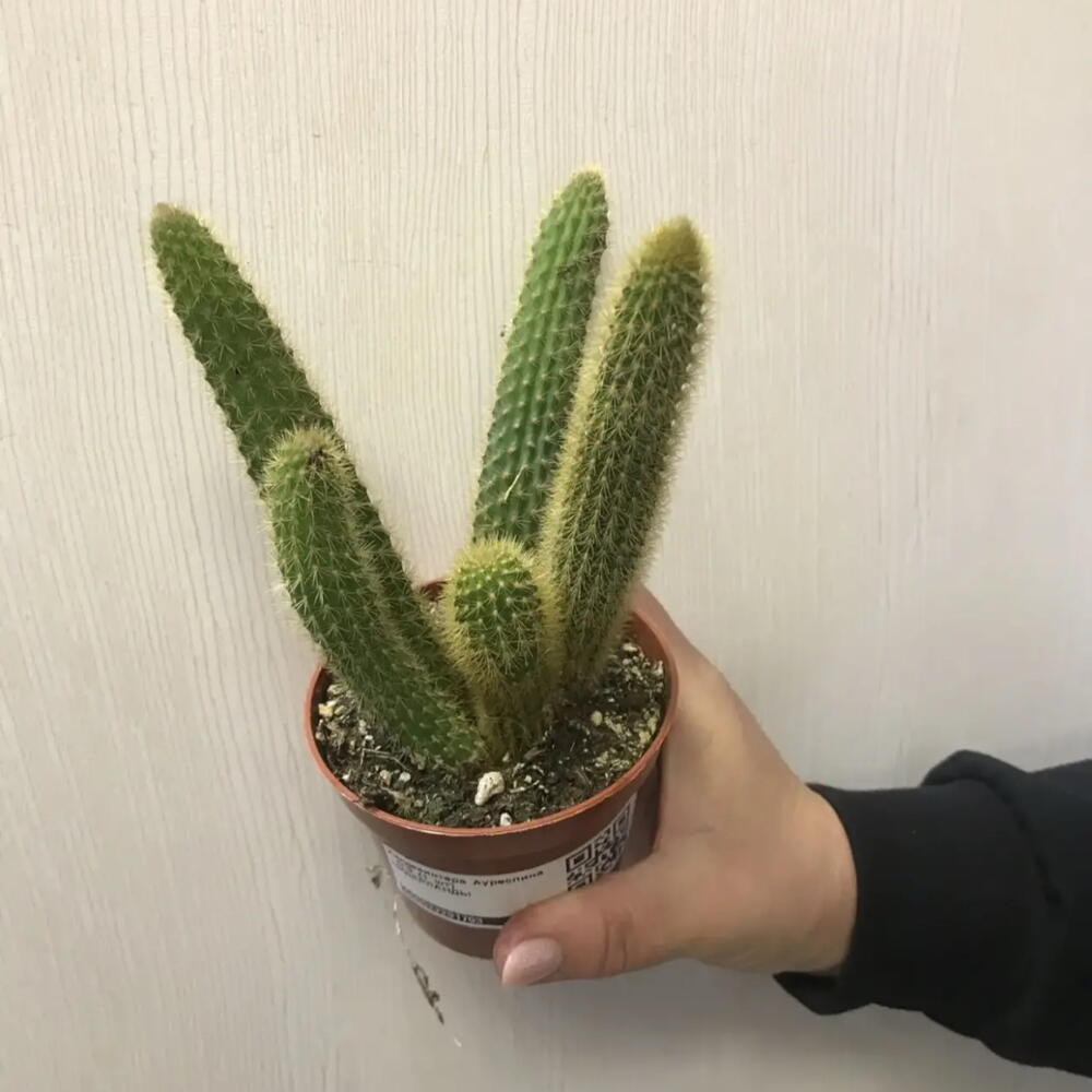 Кактус