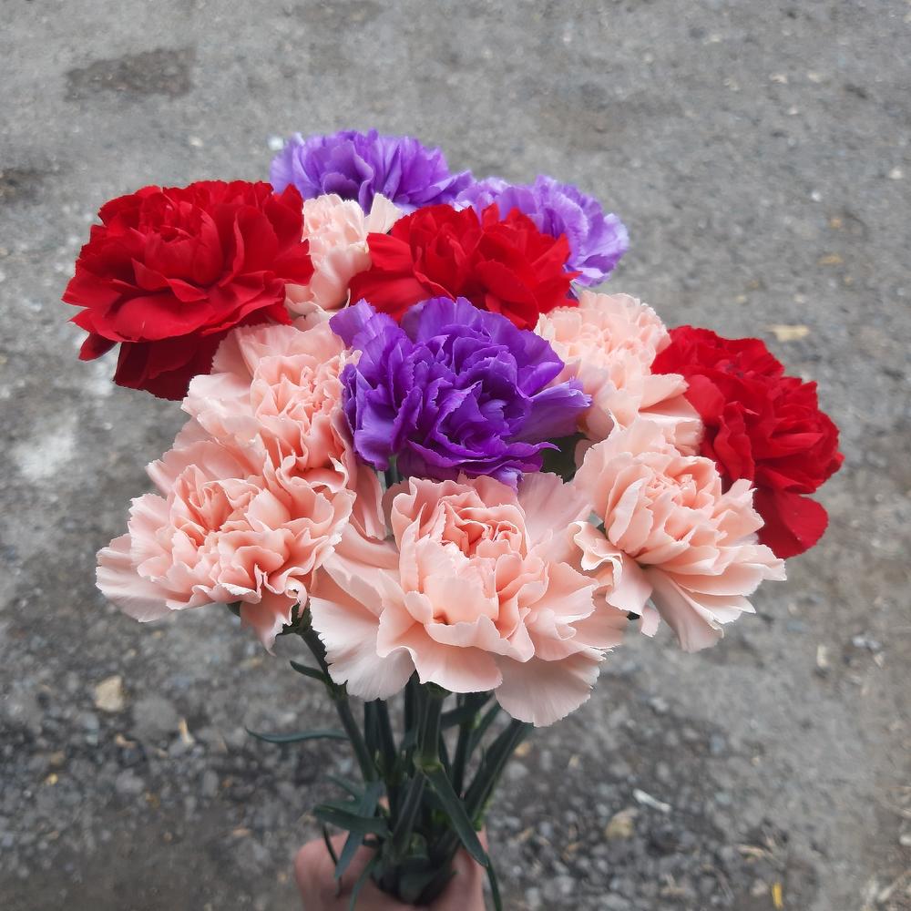 Dianthus colored