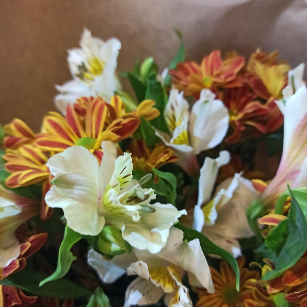 Chrysanthemum and Alstroemeria