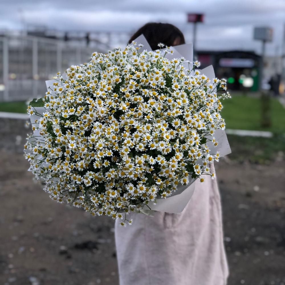 купить цветы полевые маки в москве