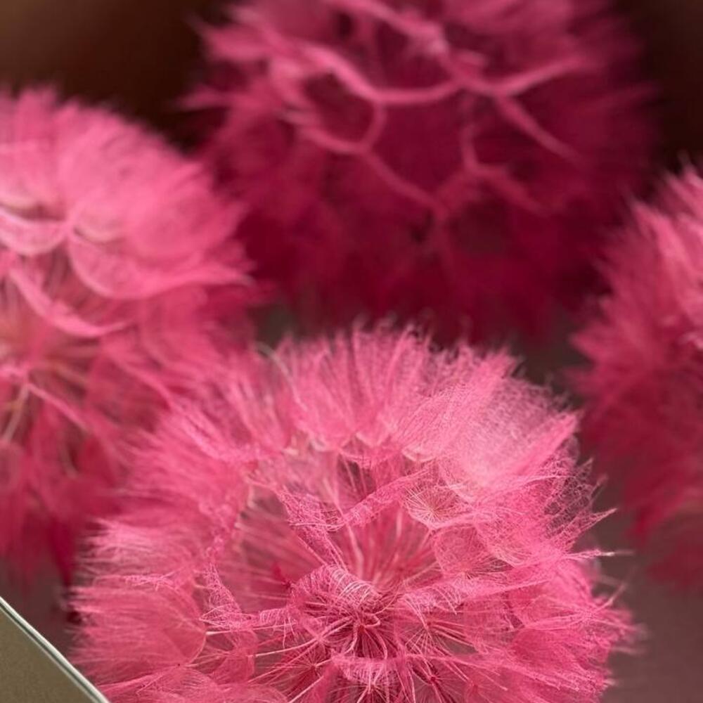 Composition of stabilized dandelions