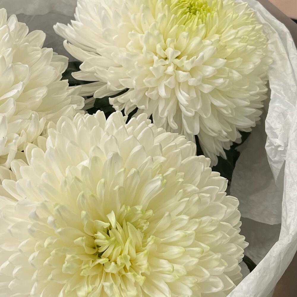 🌸 Букет: 3 одноголовые хризантемы