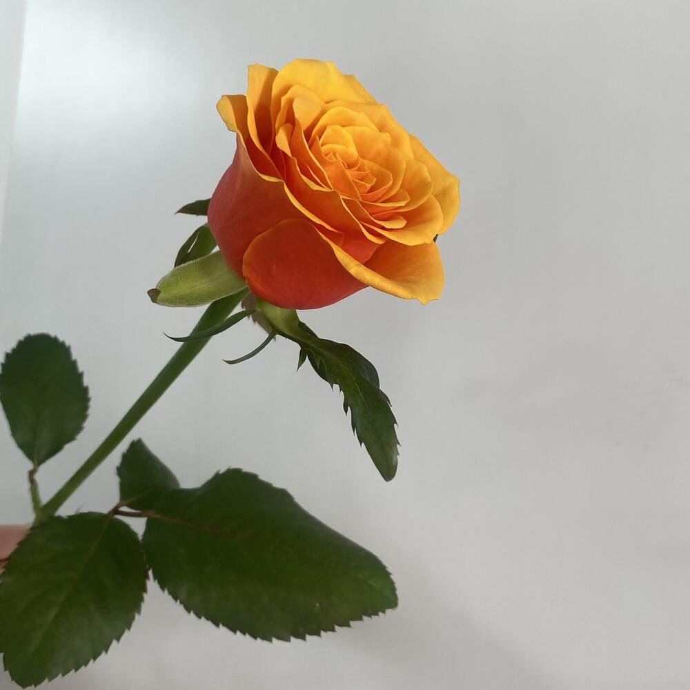 Роза «Эспания »