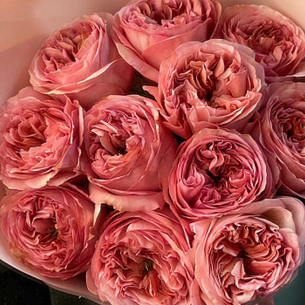 Букет пионовидных роз Pink Expression S