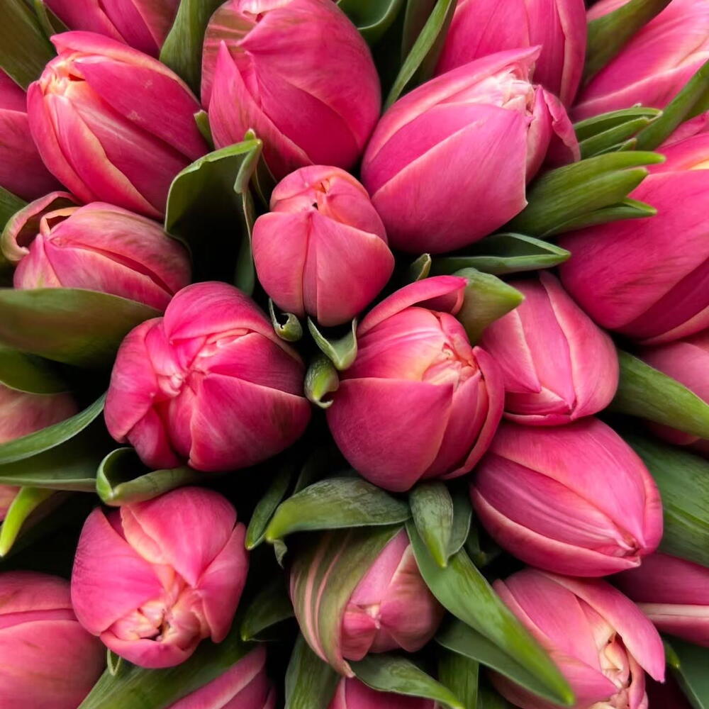 Тюльпаны 🌷 пионовидные