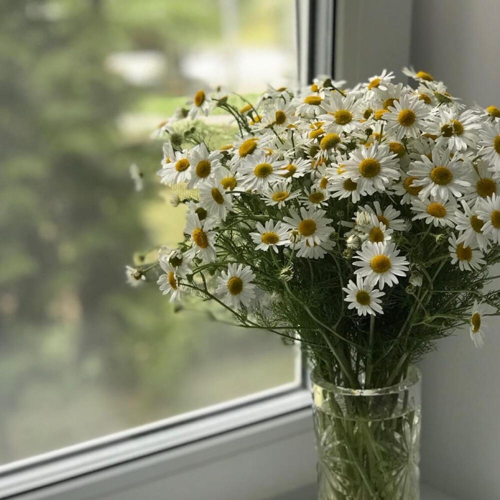 Букет Матрикария в белом