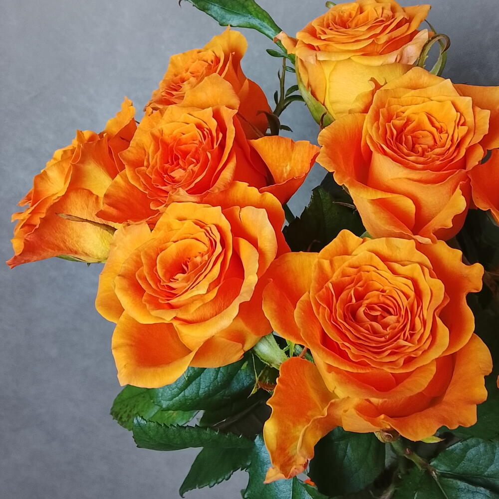 🧡розы одноголовые оранжевые