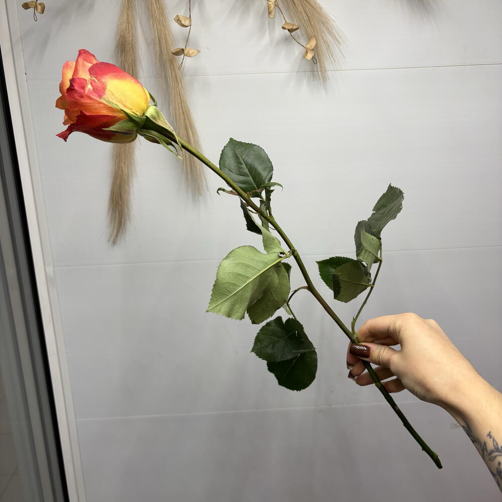 Роза пламя