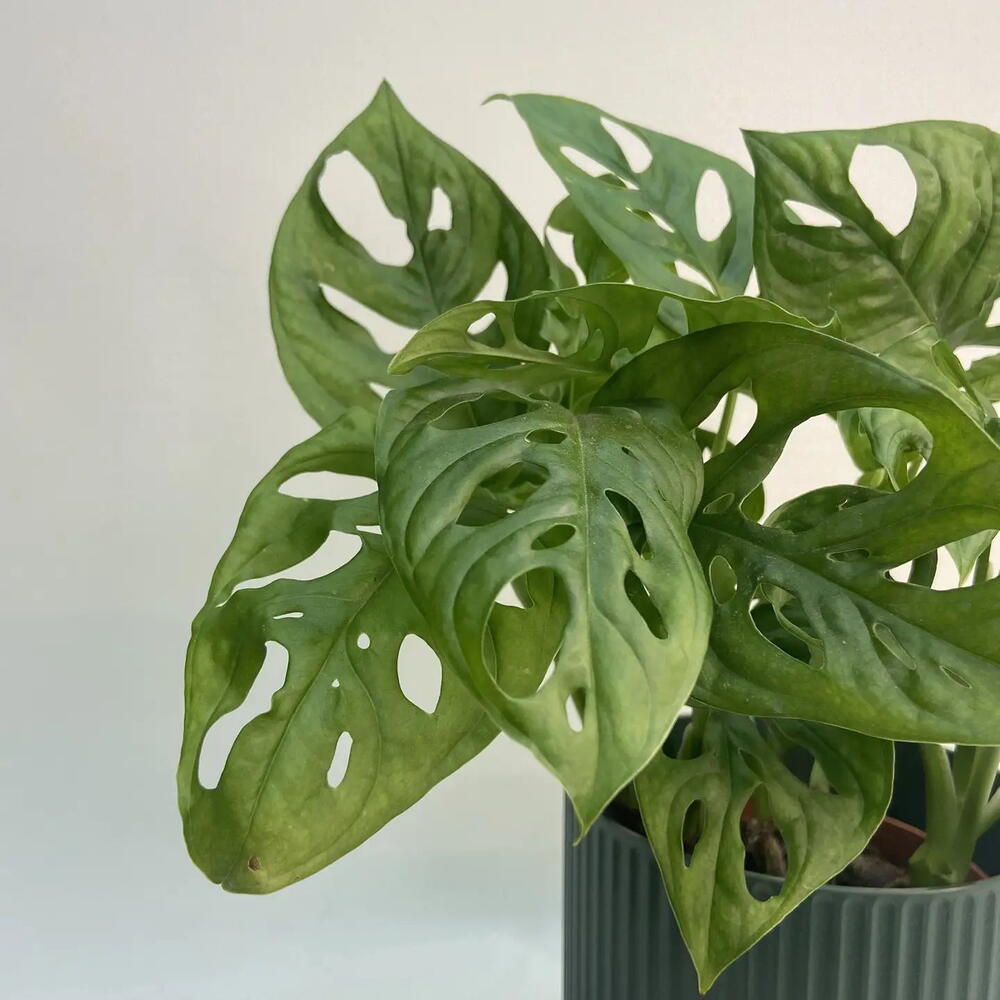 Монстера Манки / Monstera Monkey Mask