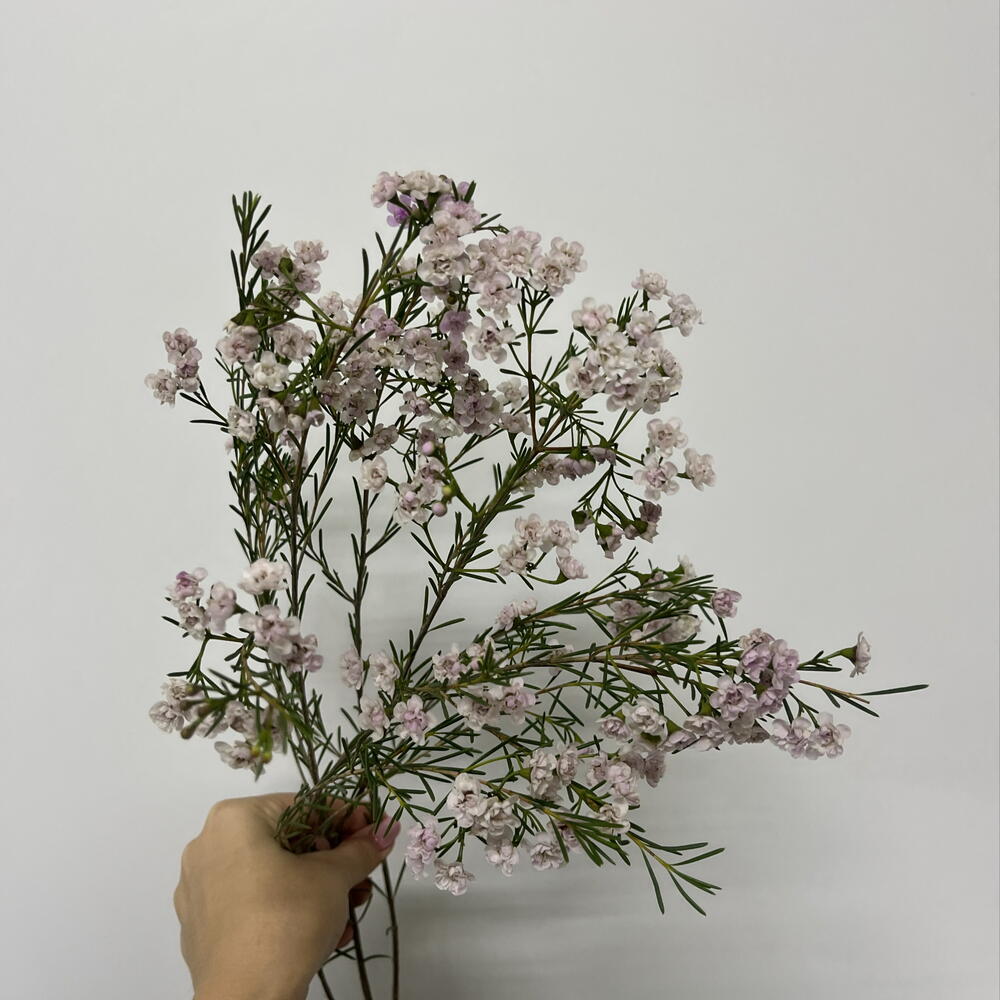 Хамелациум 🌸