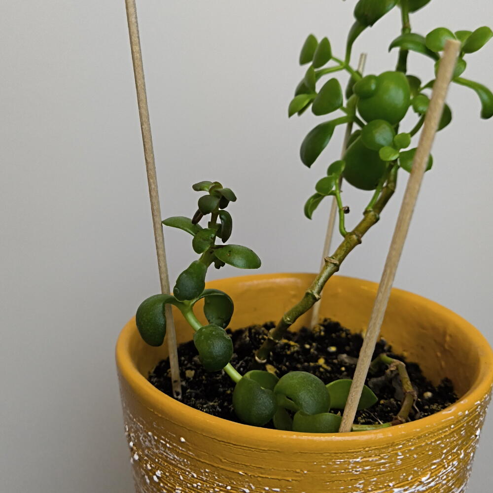 Крассула🌵