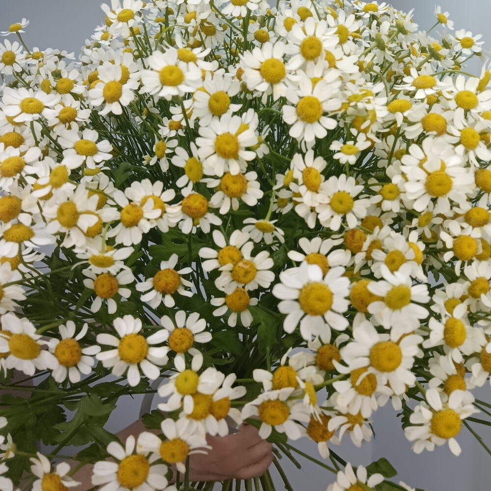 Букет ромашек кустовых 25