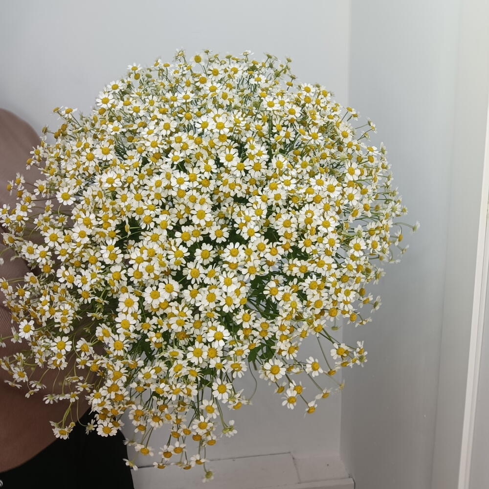 Букет ромашек кустовых 35