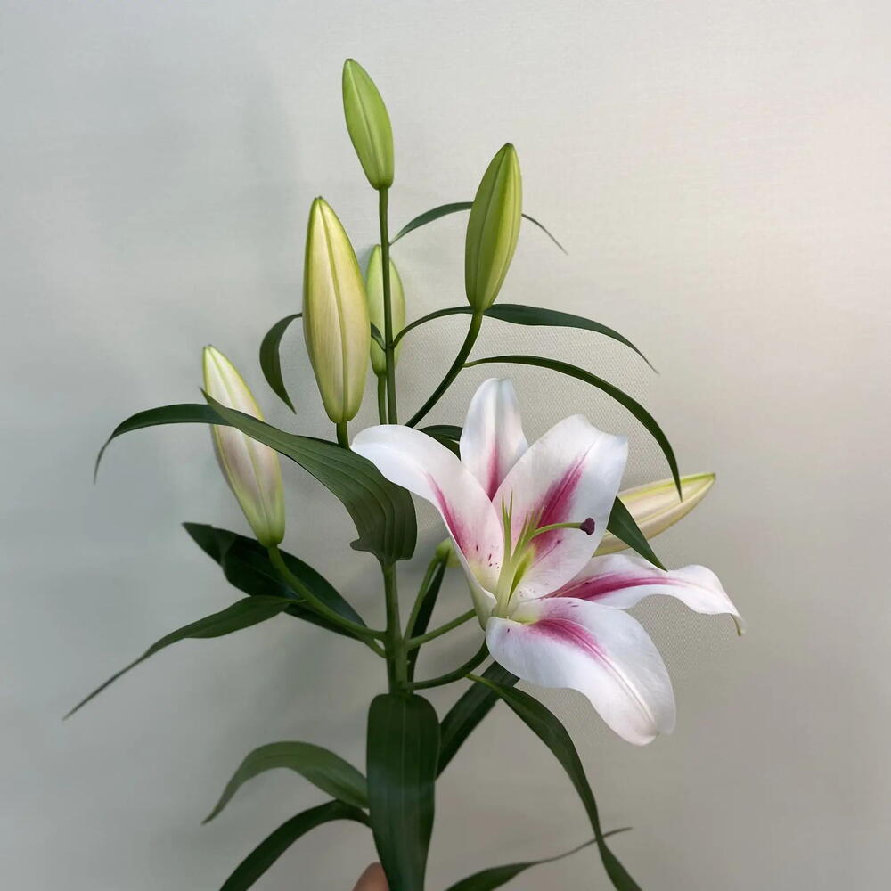 Лилия Флора / Flora