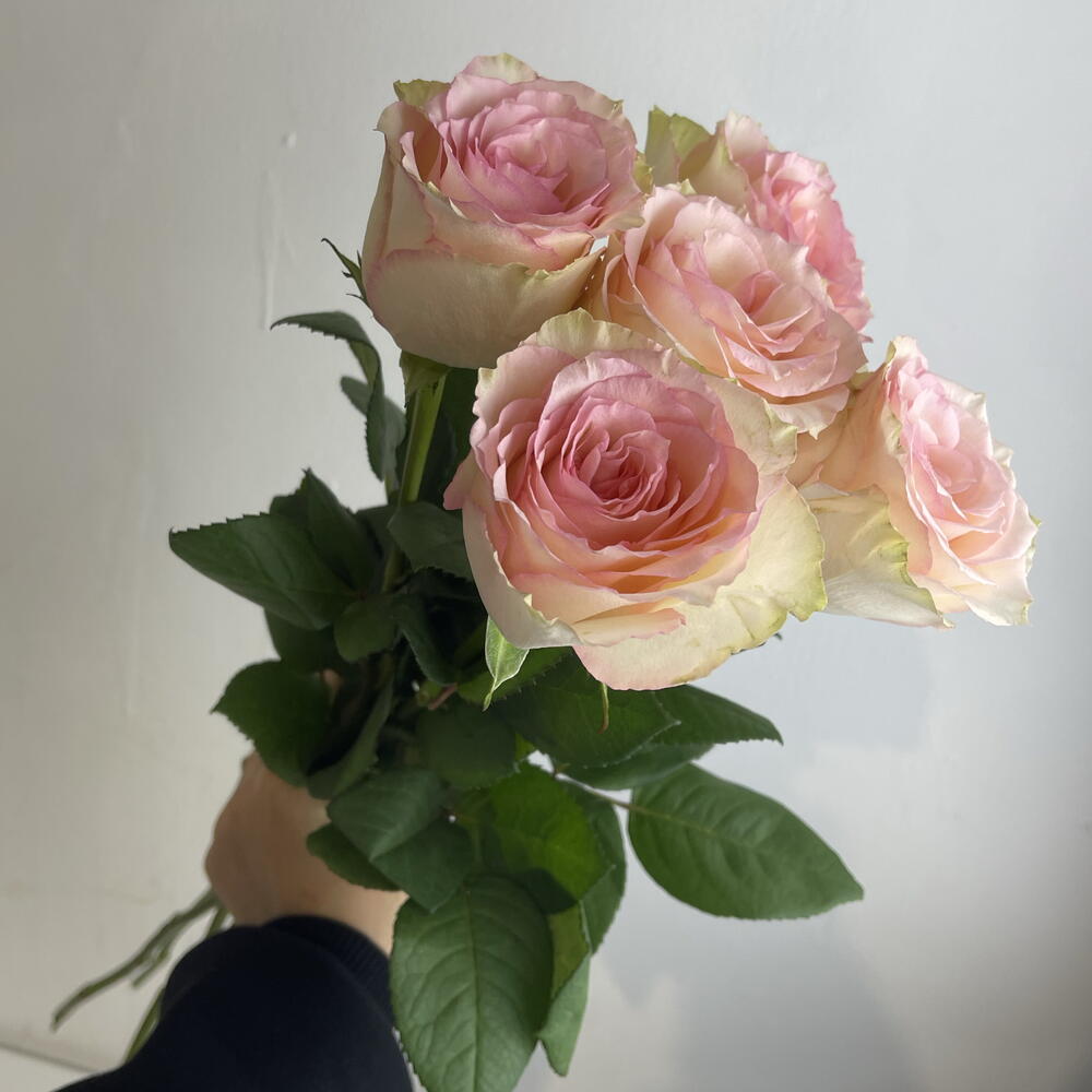 Розы нежные 🌸5