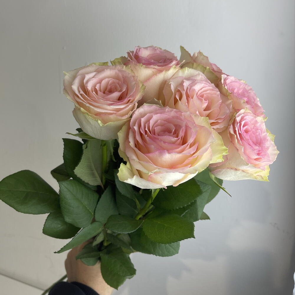 Розы нежные 🌸7