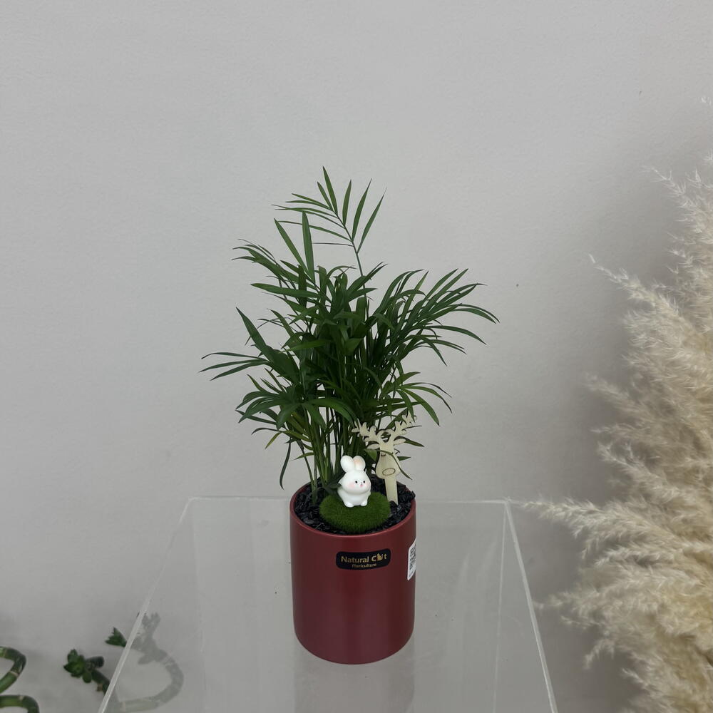 Chrysalidocarpus lutescens in a ceramic pot