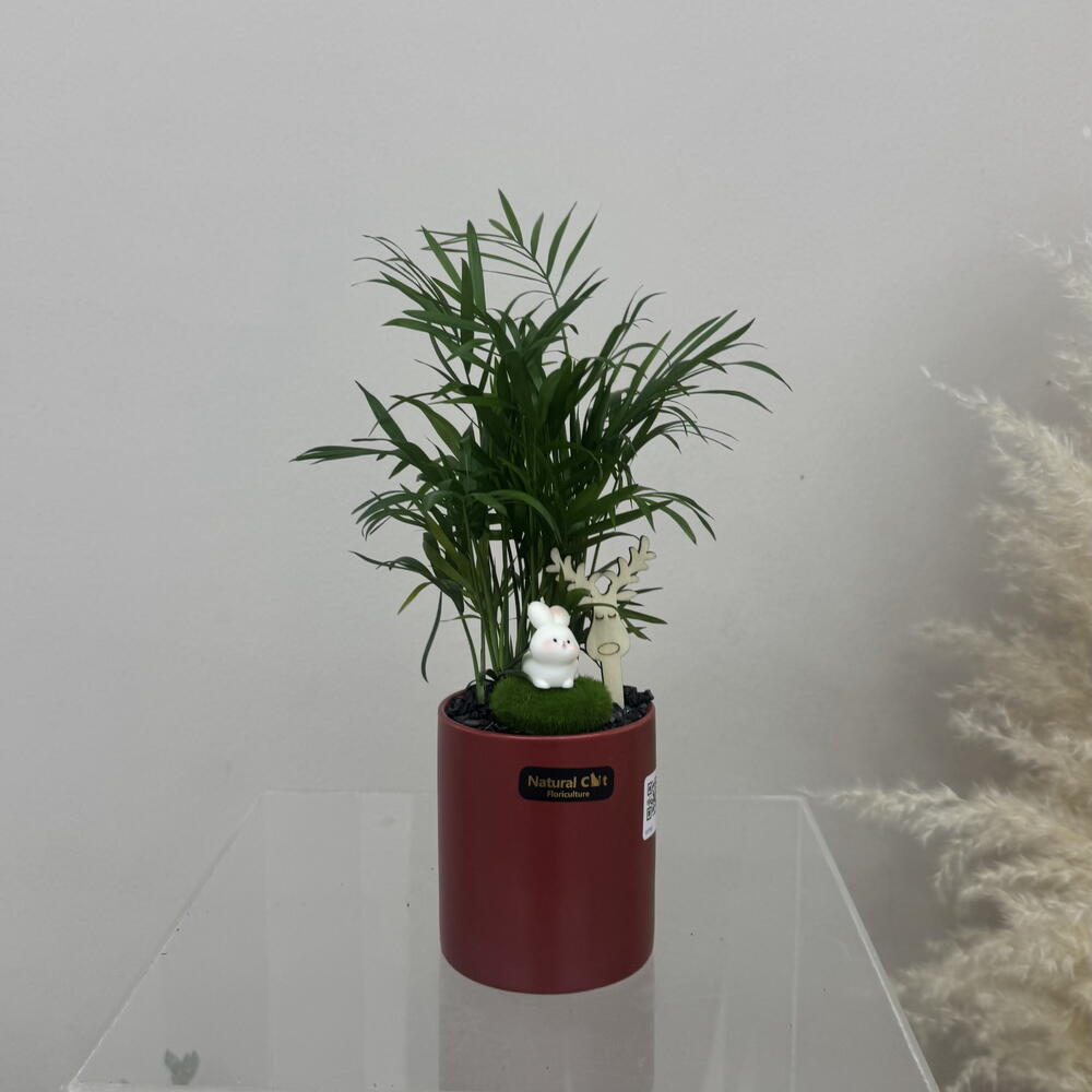 Chrysalidocarpus lutescens in a ceramic pot