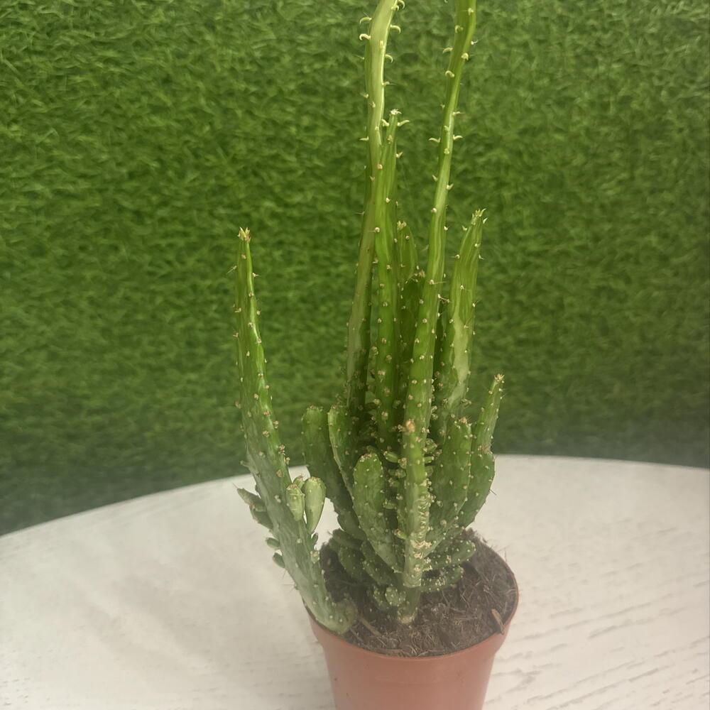 Кактус 🌵