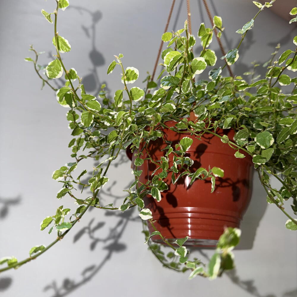 🌿 Фикус пумила Variegata