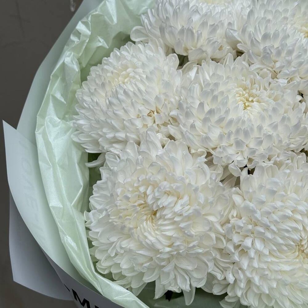 White chrysanthemums bigudi