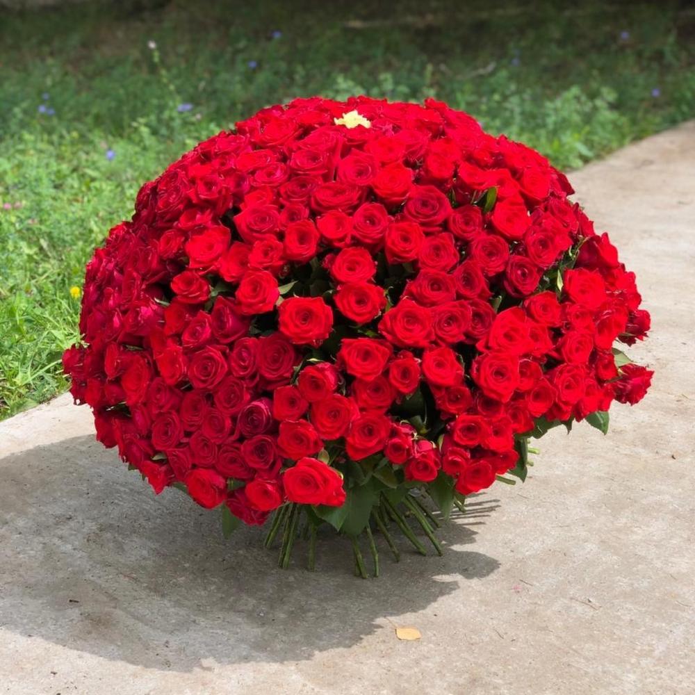 301 роза