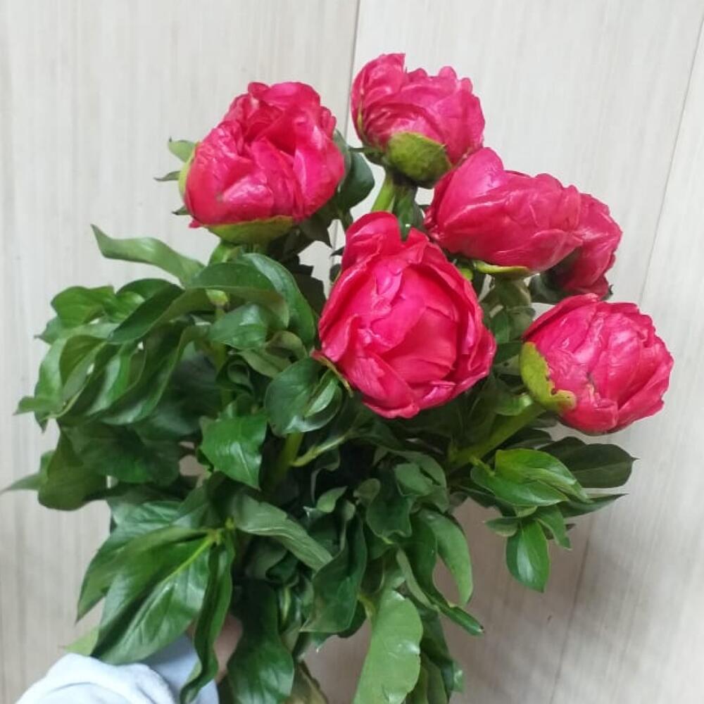 Пионы букет 7 шт