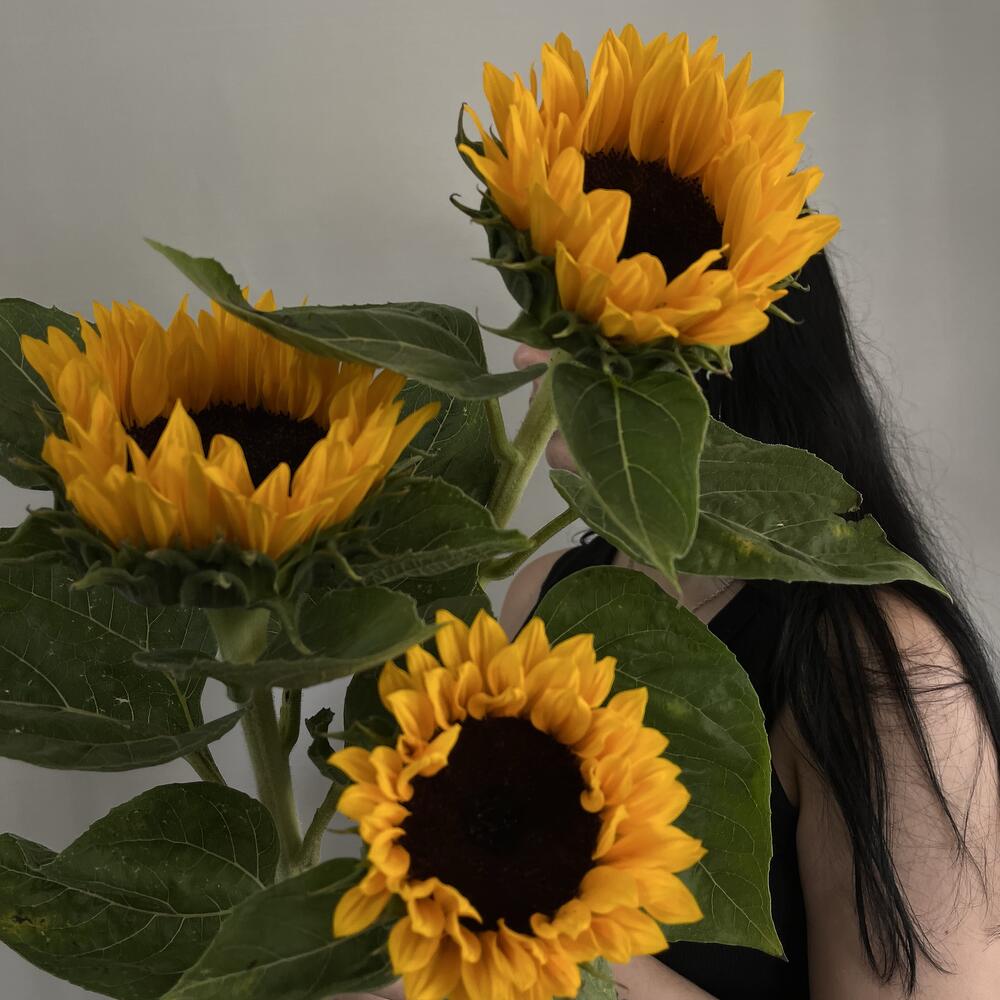 Подсолнух 🌻