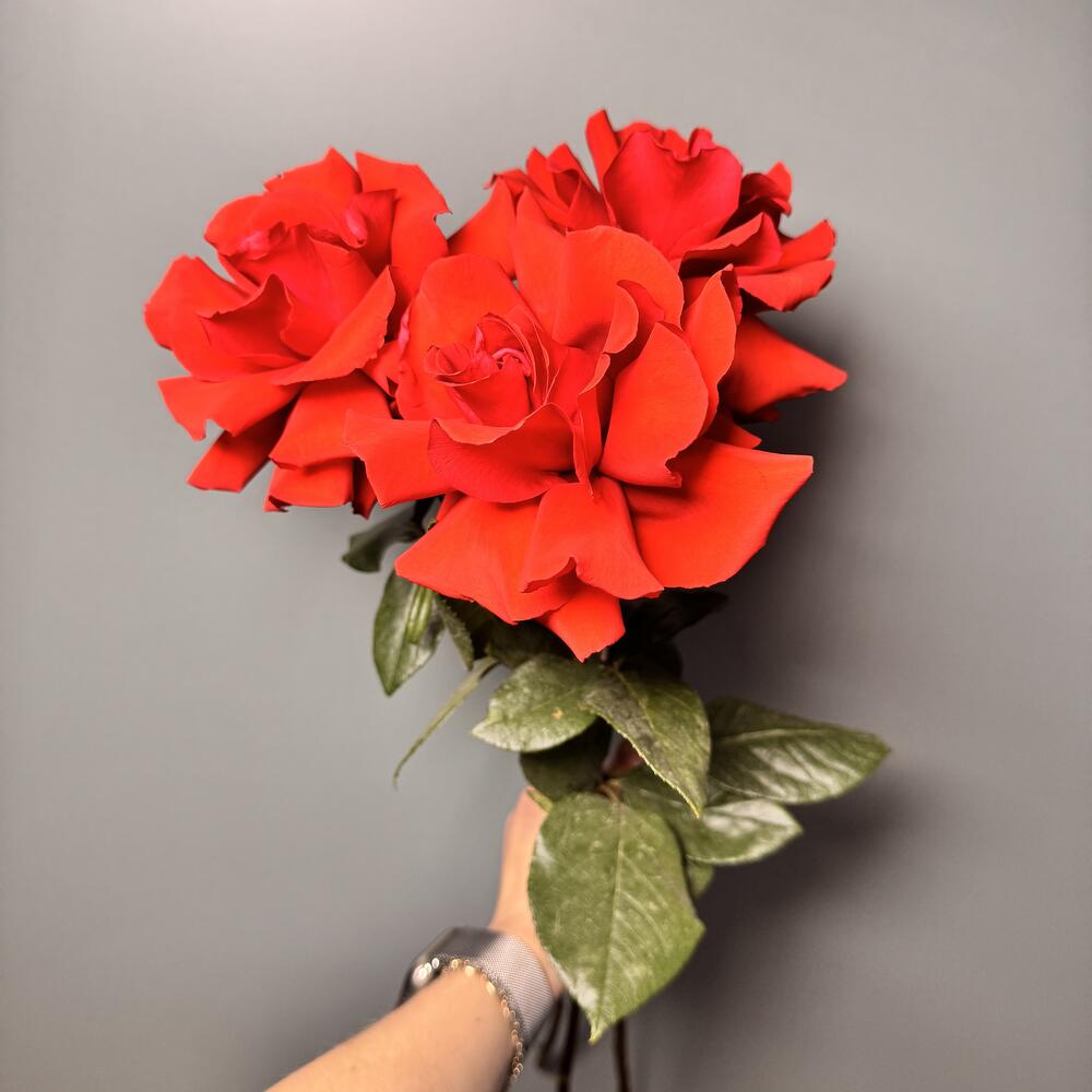 3 французских розы сорта «Нина»🌹