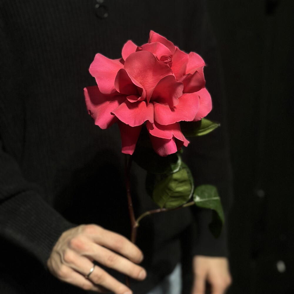 Французская Роза Pink