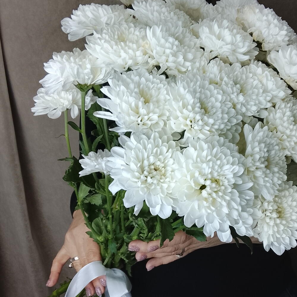 Хризантема кустовая белая
