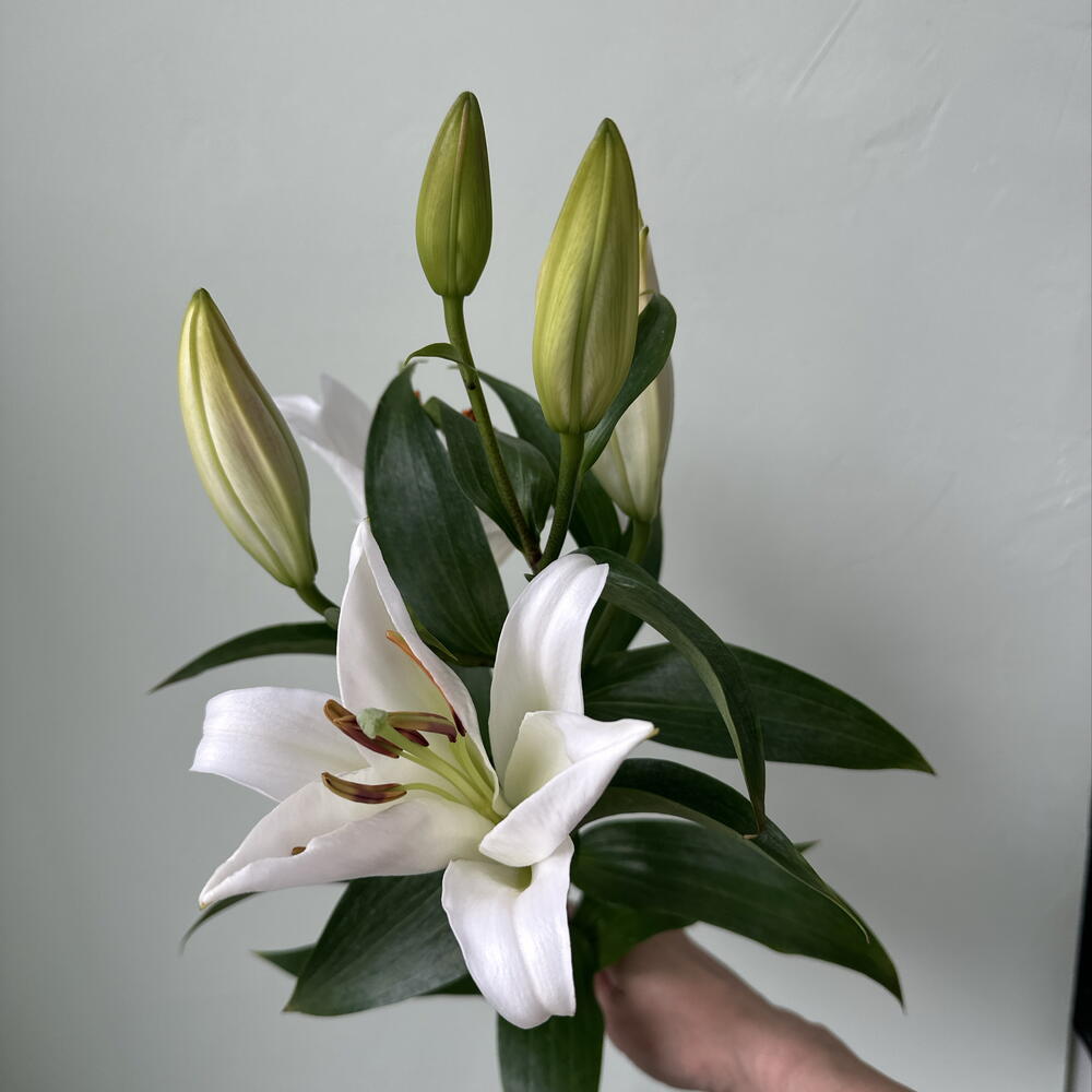Лилия  белая