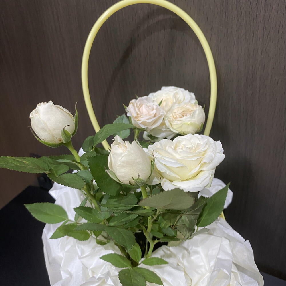 Роза Кордана Гранде белая