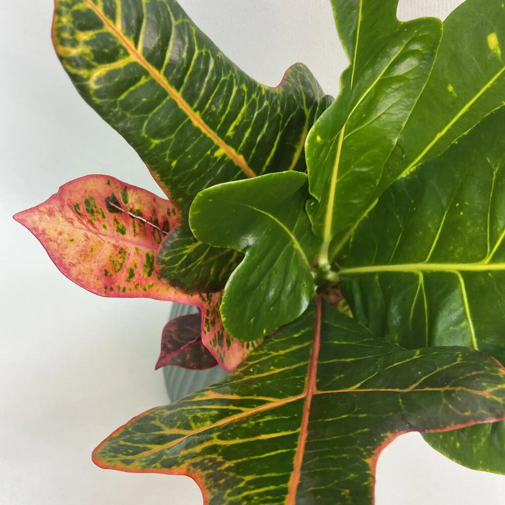 Кодиеум / Codiaeum