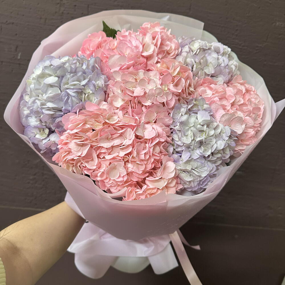 Гортензия 💜🩷